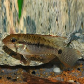 APISTOGRAMMA STEINDACHNERI 