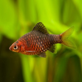 BARBUS NIGROFASCIATUS