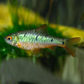 BARBUS SEMIFASCIOLATUS