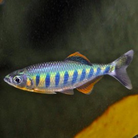 BARILIUS CANARENSIS 