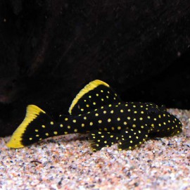 BARYANCISTRUS SP. L177