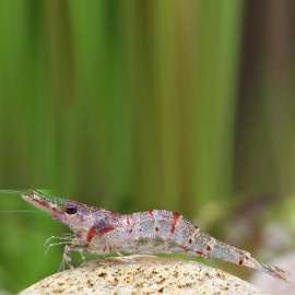 Caridina ensifera