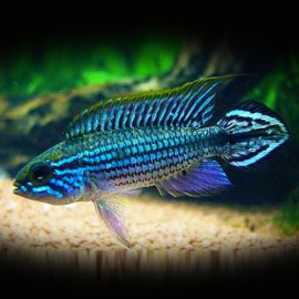 Apistogramma agassizi blue 3-4cm