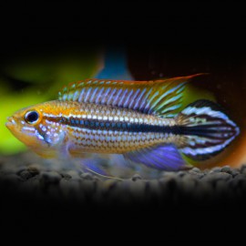 Apistogramma agassizi rio madeira L