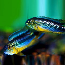 Apistogramma agassizi rio tefe blue XL