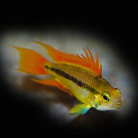 Apistogramma agassizi orange dorsal 3-4cm