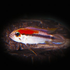 Apistogramma agassizi santarem 3-4cm