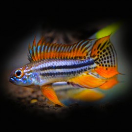 Apistogramma bitaeniata orange 3-3,5cm