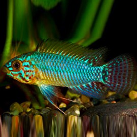 Apistogramma borelli XL