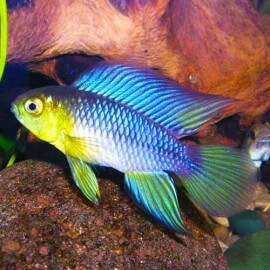 Apistogramma borelli - paraquai 3 - 4 cm