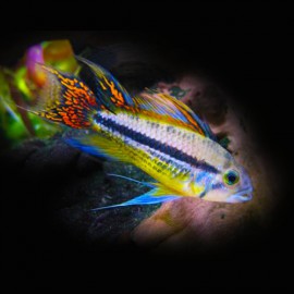 Apistogramma cacatuoides XL