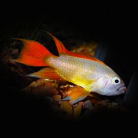 Apistogramma cacatuoides gold red L