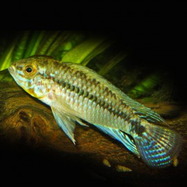 Apistogramma commbrae xl