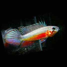 Apistogramma elizabethae XL