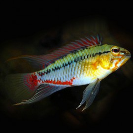 Apistogramma hongsloi 3 - 4 cm