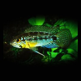 Apistogramma linkei 3-4cm