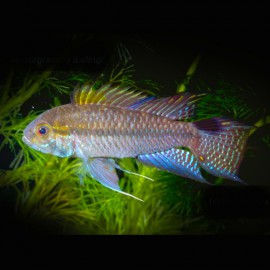 Apistogramma lulingi 3-4cm