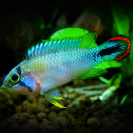 Apistogramma pandourini XL