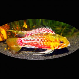 Apistogramma sp. maciliensis super red L - XL