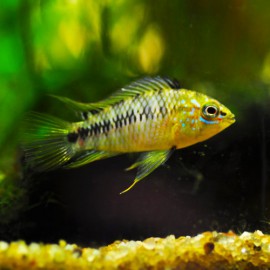 Apistogramma sp. pantanal 3-4cm