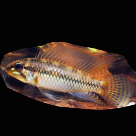 Apistogramma sp. pertensis yellow 3-4cm