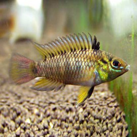 Apistogramma tucurui XL