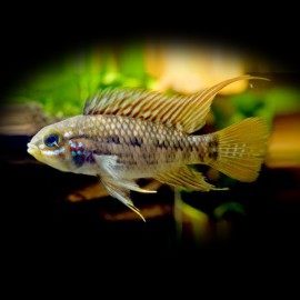 Apistogramma tucurui gold line XL