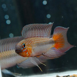 Apistogramma uapesi sao gabriel f1 3-3,5cm