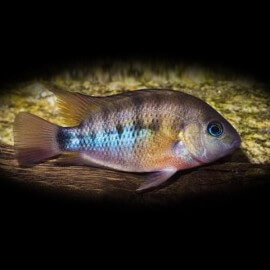 Cichlasoma /Hemichromis/ cuterri > 7 cm XL