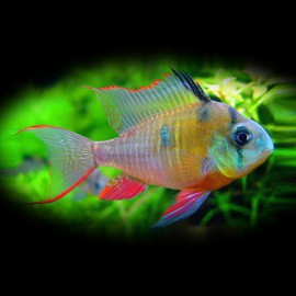 Papiliochromis altispinosa > 7 cm