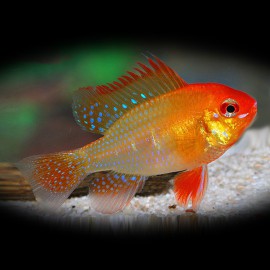 Papiliochromis ramirezi gold l. f. L