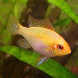 Papiliochromis ramirezi gold balloon L