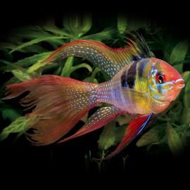 Papiliochromis ramirezi red-gold l.f. 4 - 4,5 cm