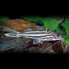 Pimelodus albofasciatus 10-12cm