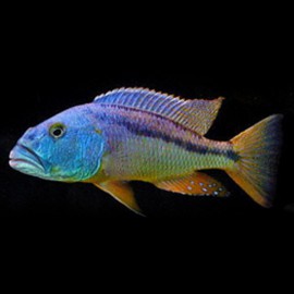 Aristochromis christyi 4 - 5 cm