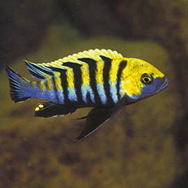 Cynotilapia afra yellow 6 - 7 cm