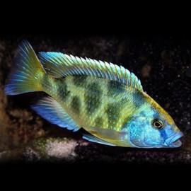 Haplochromis venustus 6 - 7 cm