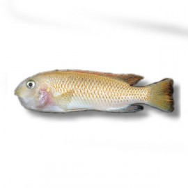 Labeotropheus trewavasae - rosy 4 - 5 cm