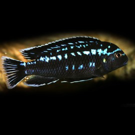 Melanochromis interuptus 4 - 5 cm