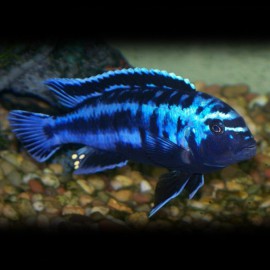 Melanochromis johanni 6 - 7 cm