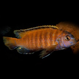 Pseudotropheus tropheops red fin 6 - 7 cm