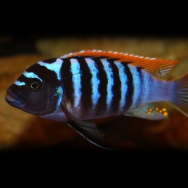 Pseudotropheus zebra red + blue 4 - 5 cm