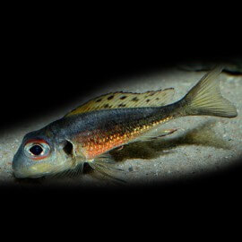 Callochromis melanostigma XL