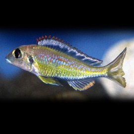 Callochromis pleurospius 5,5 - 7 cm