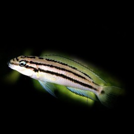 Chalinochromis bifrenatus 5 - 7 cm