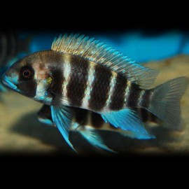 Cyphotilapia frontosa bangwe 6 - 8 cm