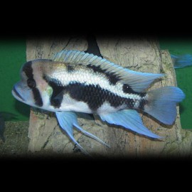 Cyphotilapia frontosa black widow 10 -12 cm