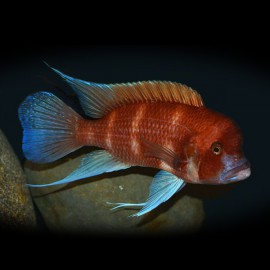 Cyphotilapia frontosa red 4 cm