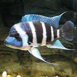 Cyphotilapia frontosa sambia blue > 15 cm