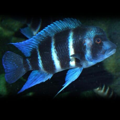 Cyphotilapia gibberosa blue Zaire Moba 7 - 8 cm